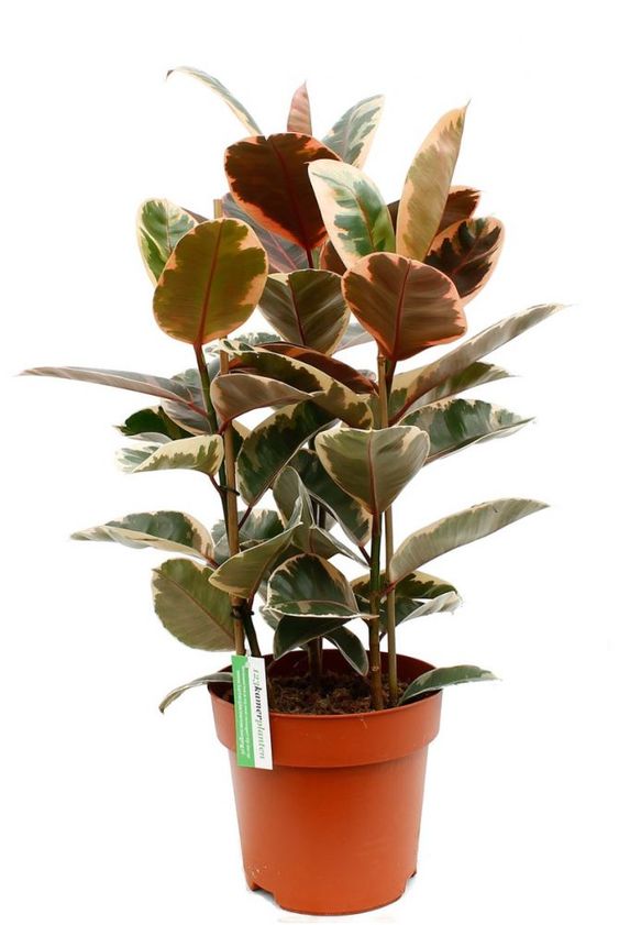 Ficus Elastica Ruby