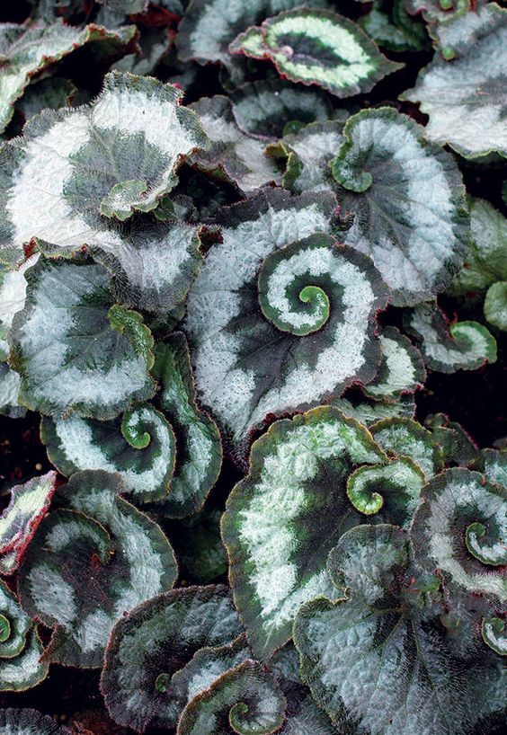 Begonia Rex Escargot