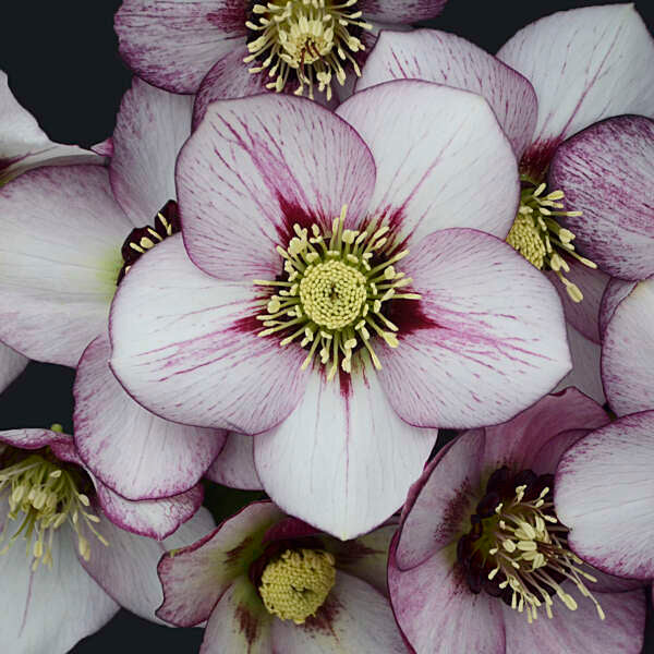 Helleborus 'French Kiss' - Hellébore