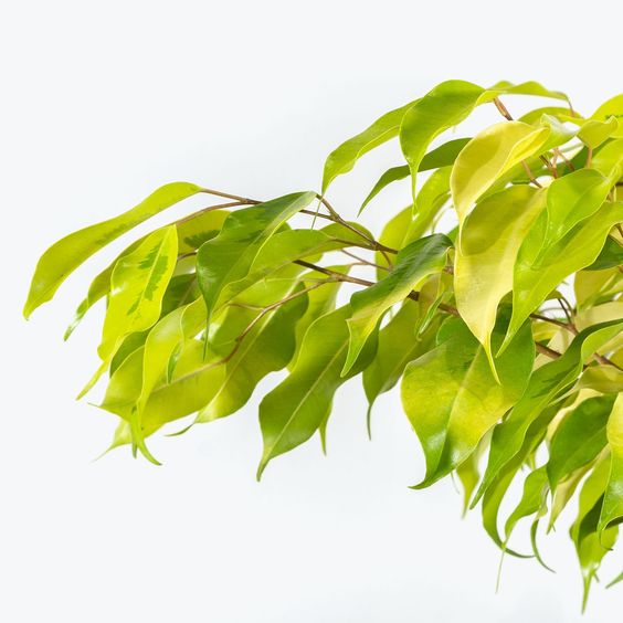 Ficus benjamina Lime