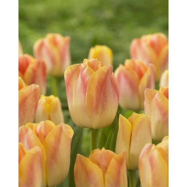 Bulbe d'automne - Tulipe Salmon Dynasty