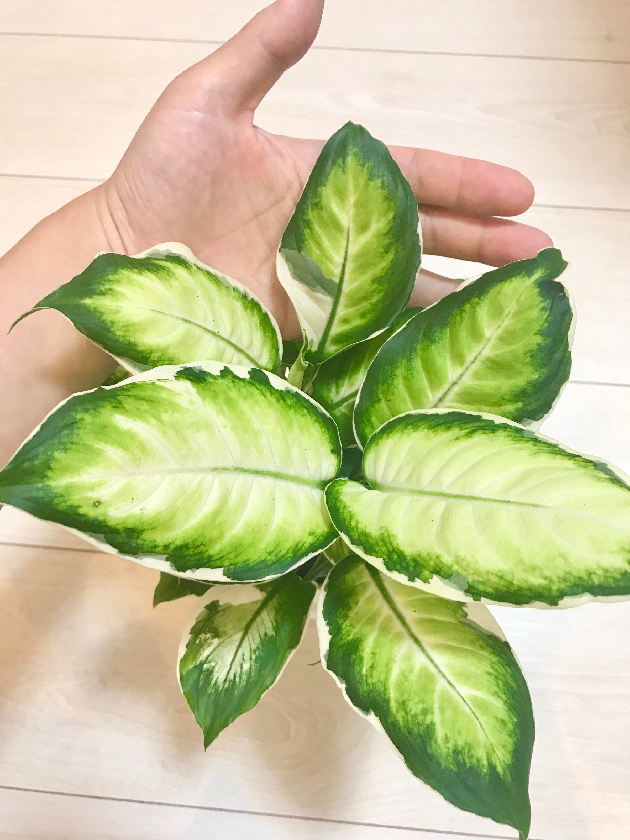 dieffenbachia white beauty Diffenbachia 'Cool white beauty' 6'' – FleurExcel Inc