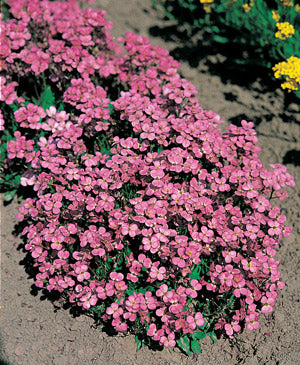 Arabis caucasica 'Compinkie' (rose/pink)