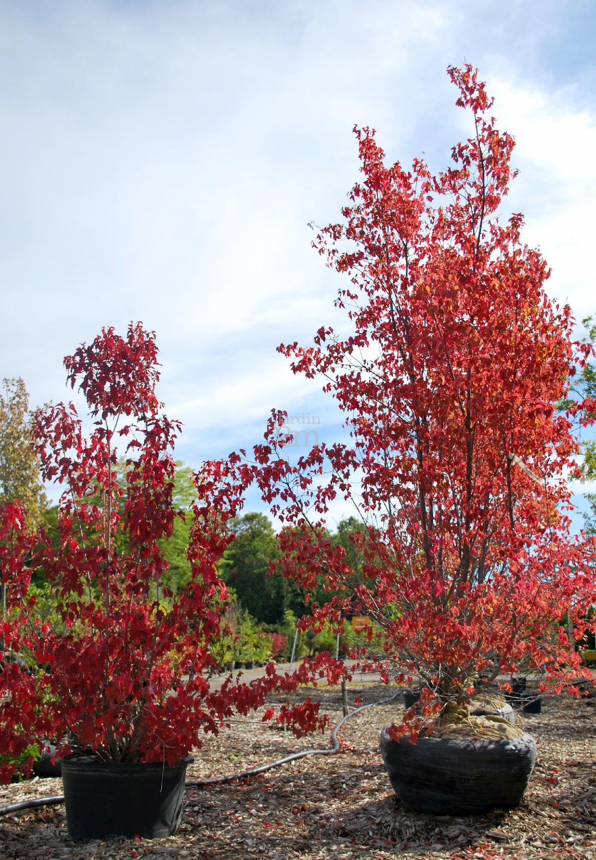 Acer ginnala flame - érable de l’Amur