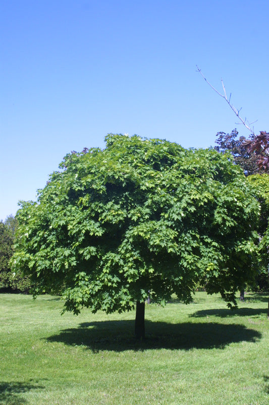 Acer - Platanoides - Globosum - Érable
