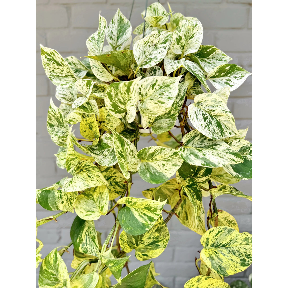 Epipremnum aureum Neon Queen - Neon Queen Pothos