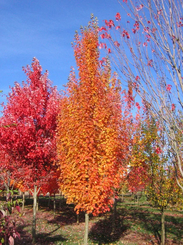 Acer - Rubrum - Armstrong Gold- érable