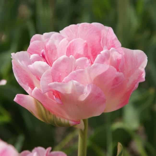 Bulbe d'automne - Tulipe Double - Peony Angelique