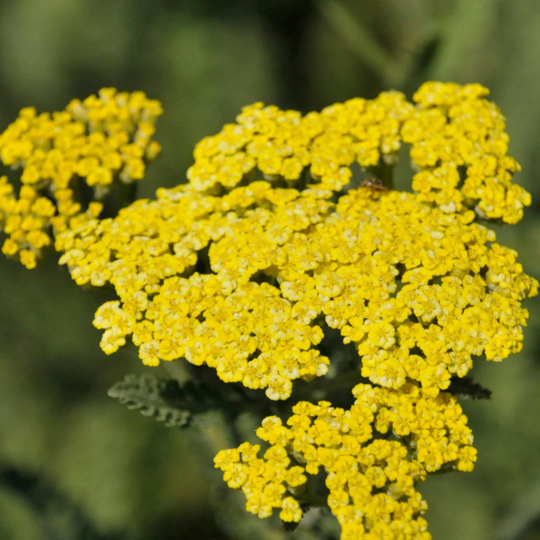 Achillea 'Sassy Summer Lemon'