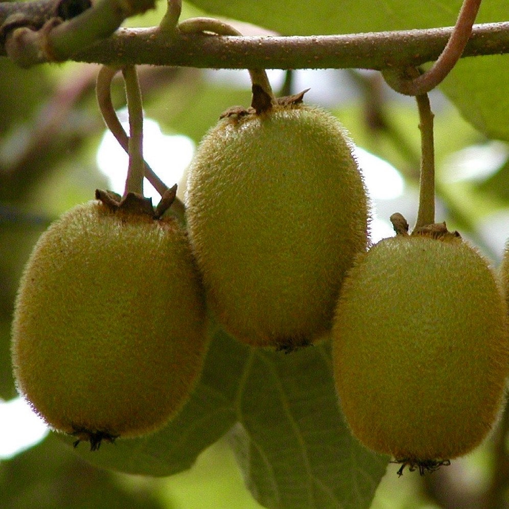 Actinidia kolomikta  'September Sun' (femelle)