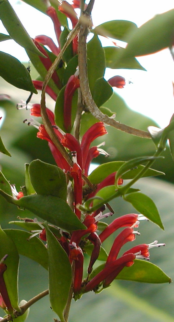 Aeschynanthus micranthus - Plante rouge à lèvre