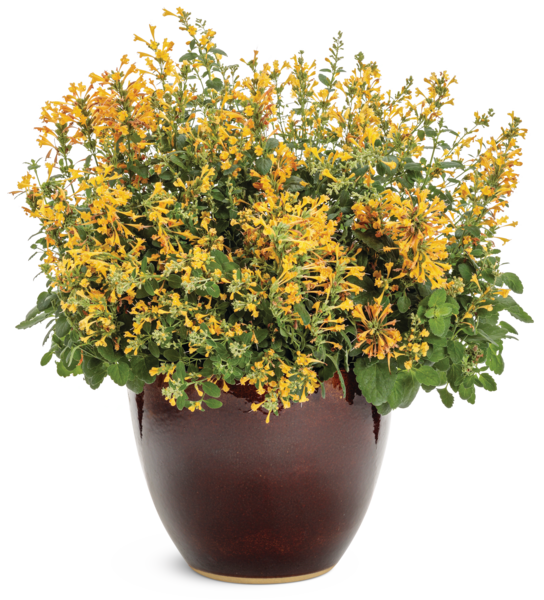 Agastache Maestro gold