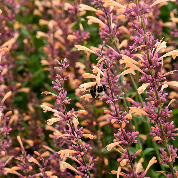 AGASTACHE 'Queen Nectarine'