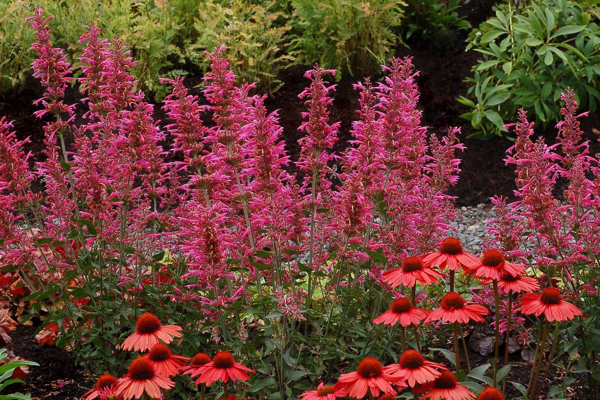 Agastache 'Morello'