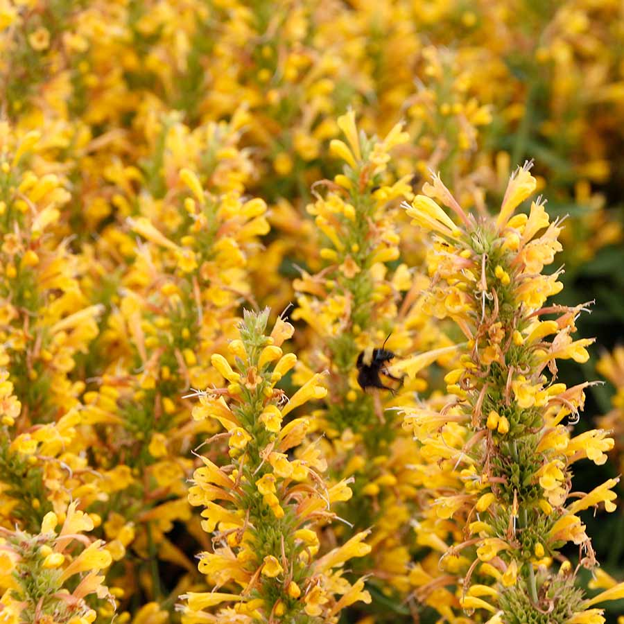 Agastache Poquito™ 'Butter Yellow'