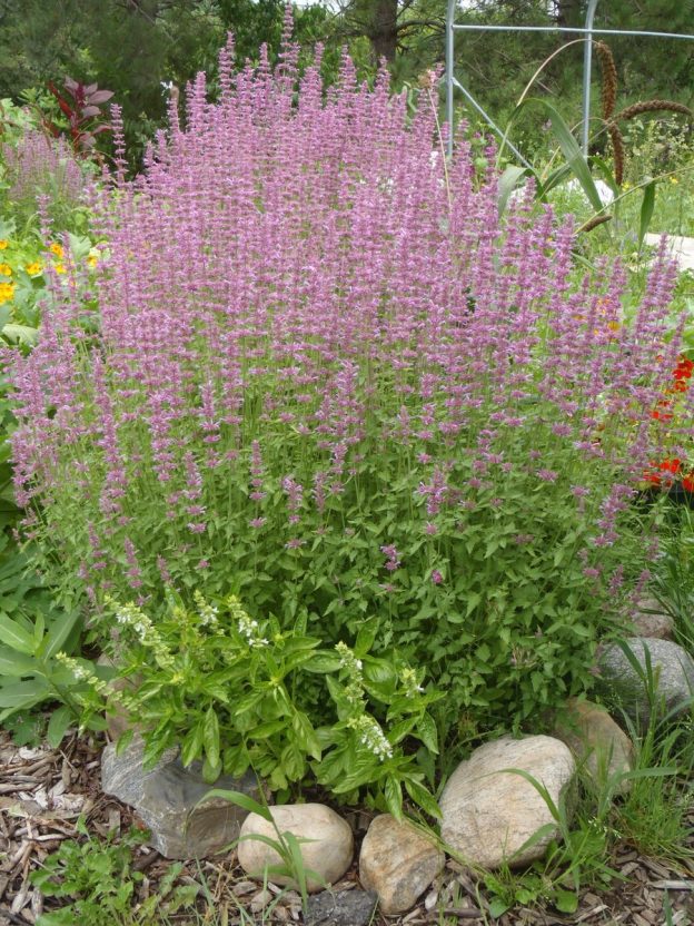 Semence - Agastache lavande - Le potager ornemental de Catherine