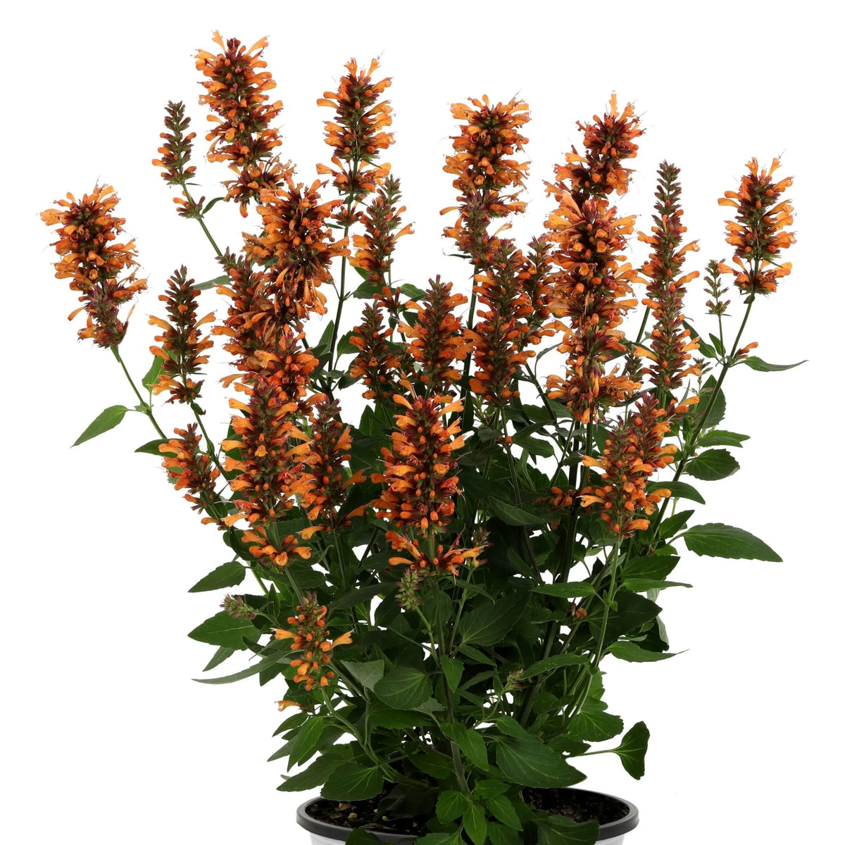 Agastache Honeysticks 'Ember'