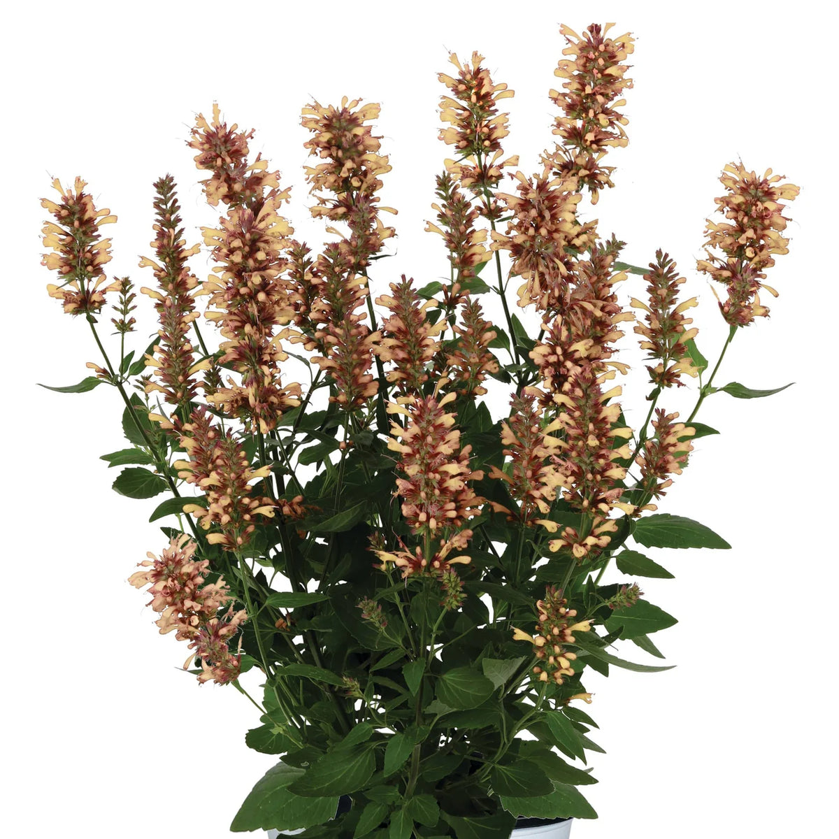 Agastache Honeysticks 'Sandstone'