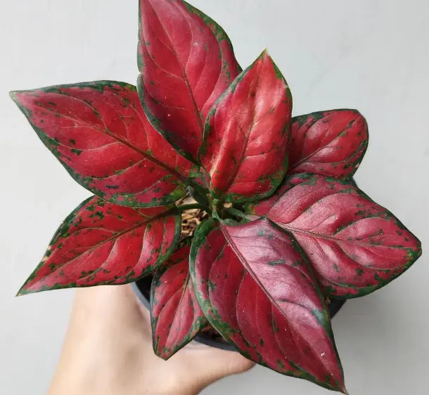 Aglaonema Black Maroon