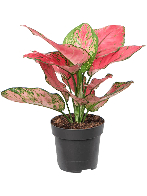 Aglaonema 'Lucky Red'