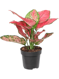 Aglaonema 'Lucky Red'