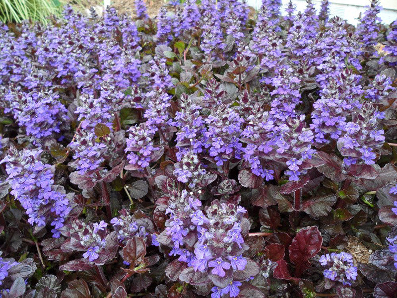 Ajuga reptans 'Black Scallop' (Carpet Bugle)