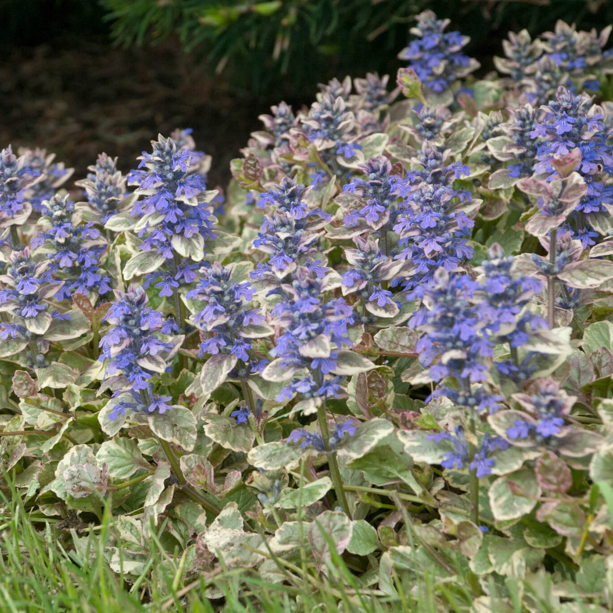 Ajuga reptans 'Burgundy Glow'