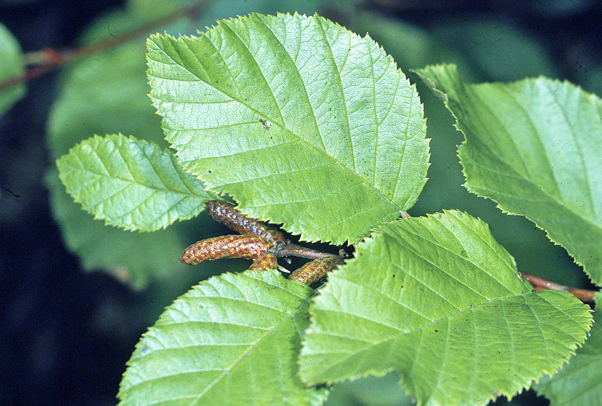 Alnus viridis crispa