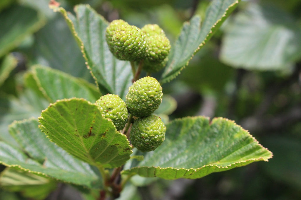 Alnus viridis crispa (A. crispa)