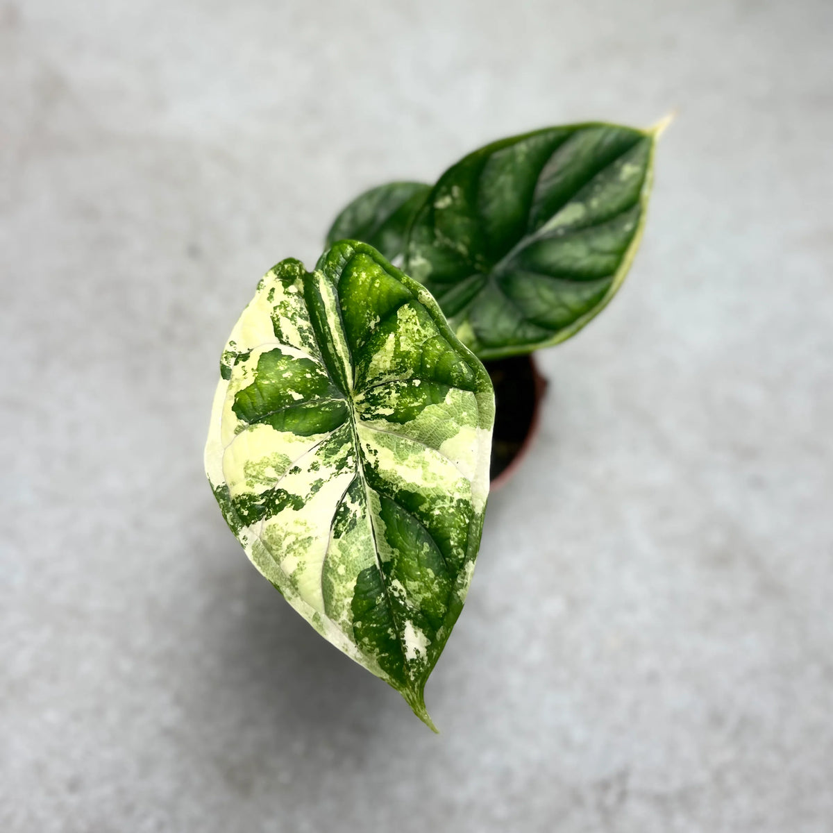 Alocasia Silver Dragon Variegata