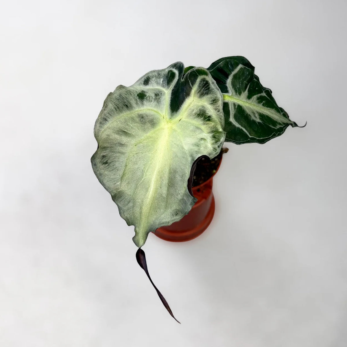 Alocasia Venom