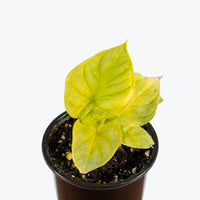 Alocasia Golden Dragon