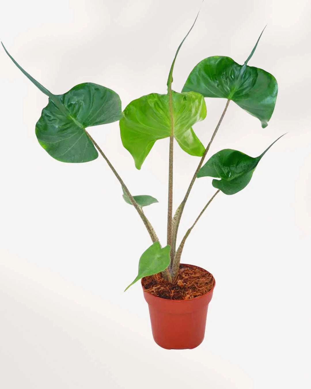 Alocasia macrorrhiza « Stingray »