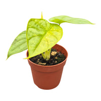 Alocasia Golden Dragon