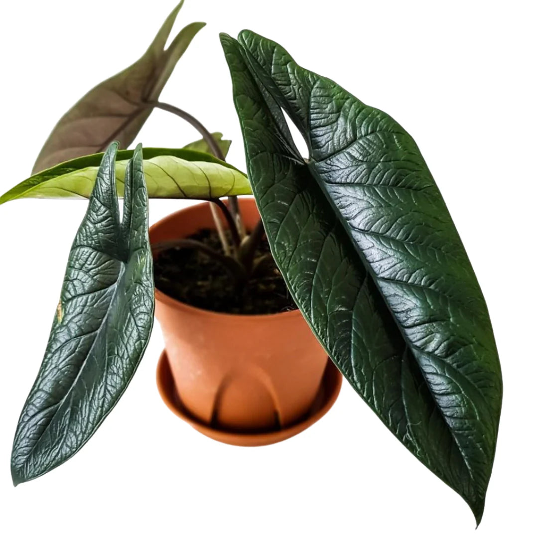 Alocasia Scalprum