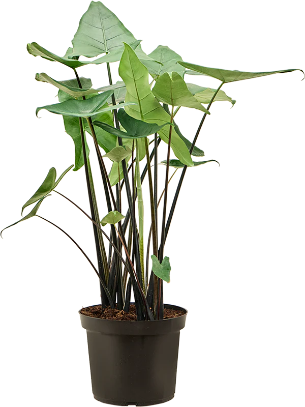 Alocasia Black Zebrina