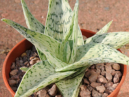 Aloe Snowflake