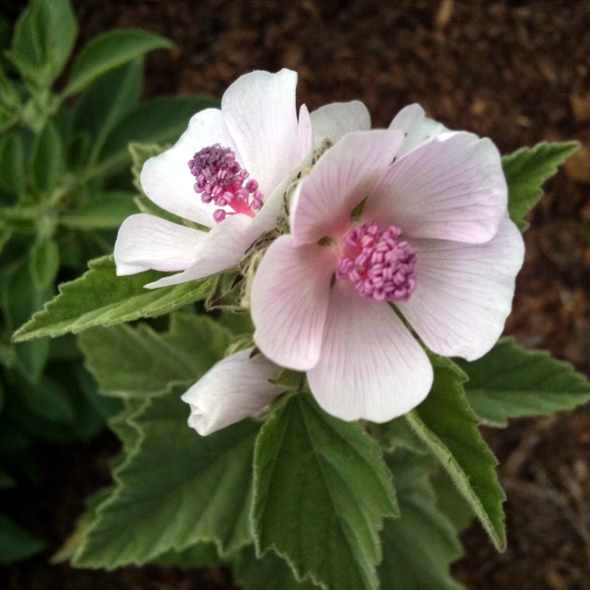 Guimauve officinale, Althaea officinalis