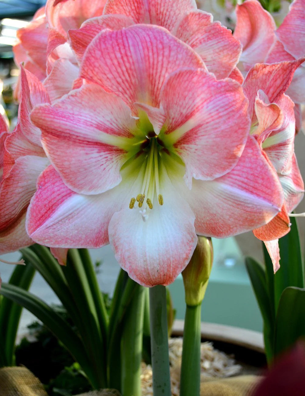 Bulbe Amaryllis Apple Blossom