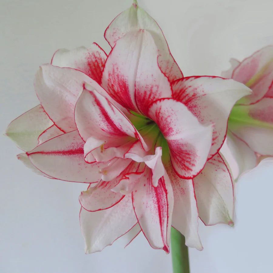 Bulbe Amaryllis Double Elvas