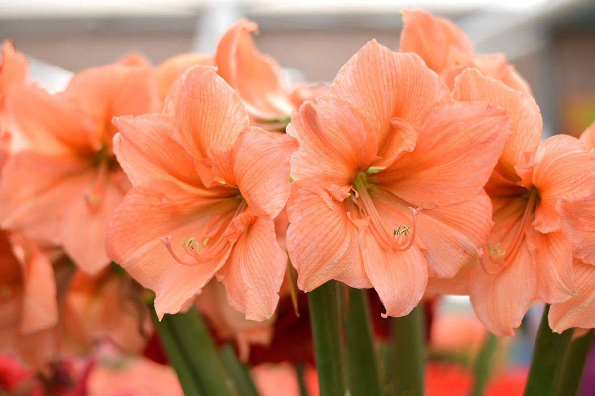 Bulbe Amaryllis Rilona