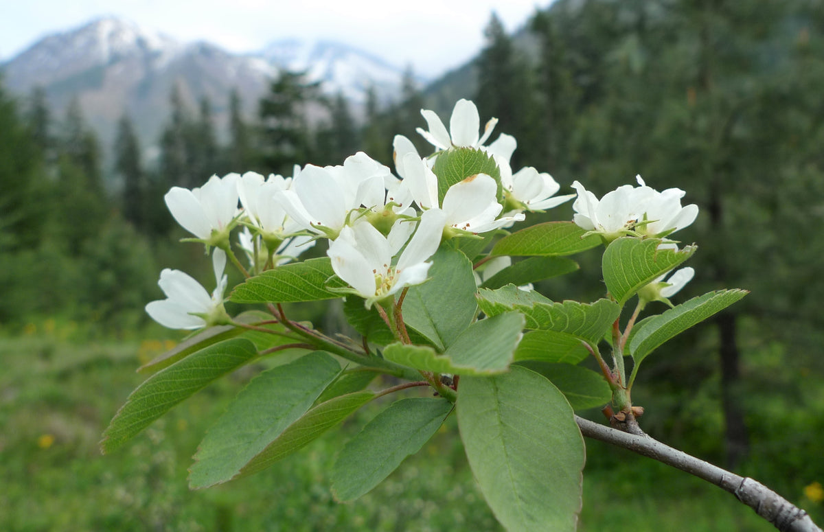 Amelanchier - Alnifolia