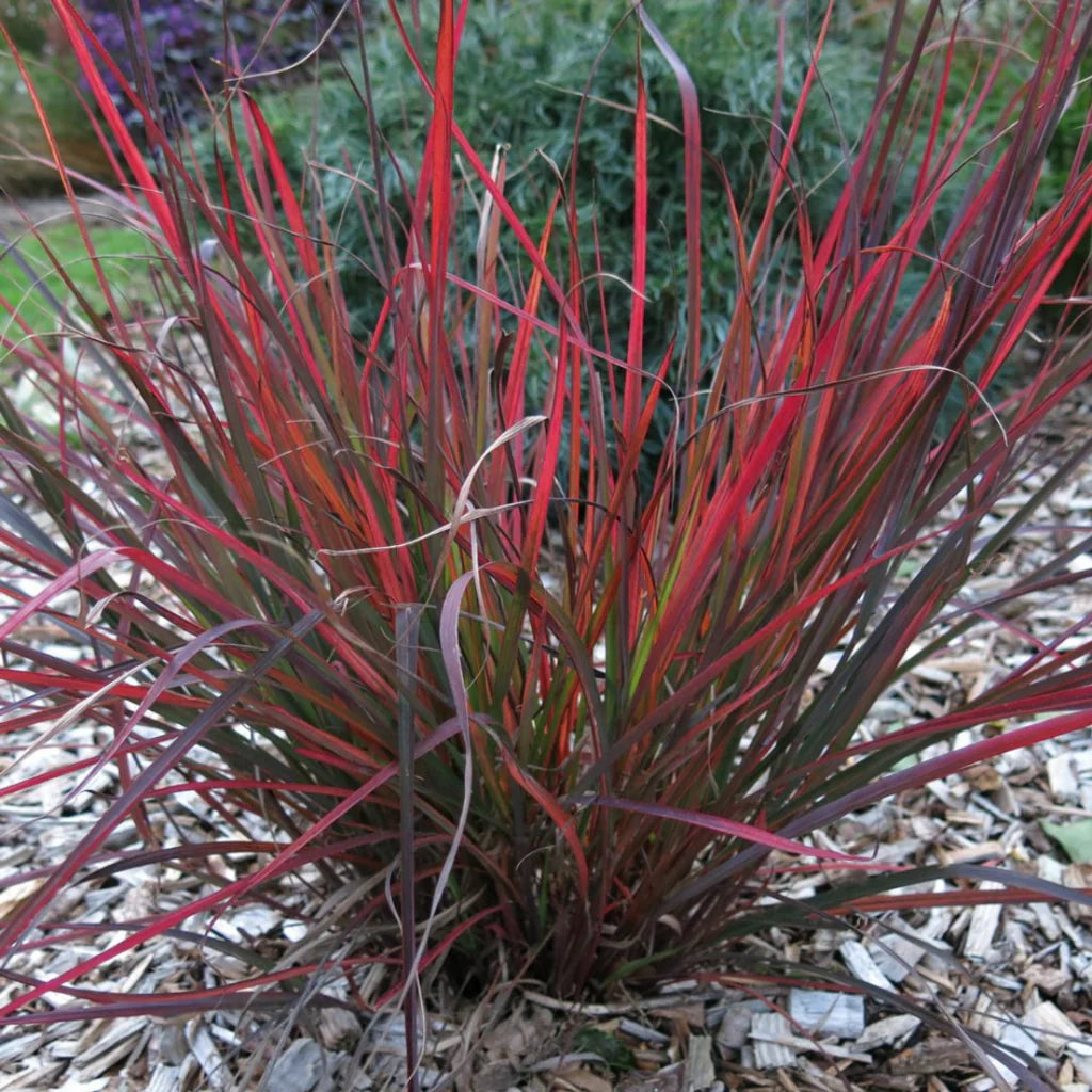 Andropogon gerardii 'Red  October'