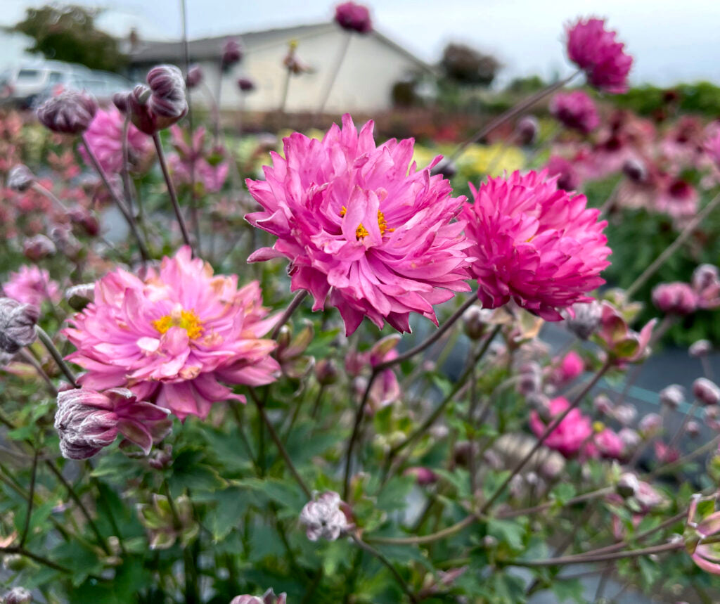 Anemone 'Puff Pink'