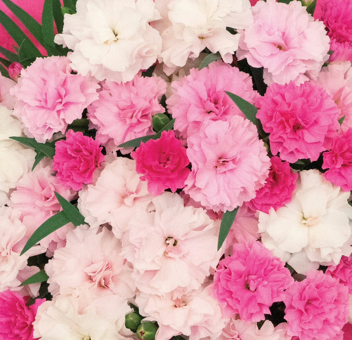 Dianthus 'I Love you' - Oeillet