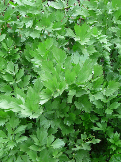 Sachet de semence - Céleri feuille – Le Potager ornemental de Catherine