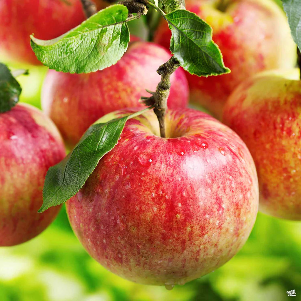 Malus 'Ambrosia'
