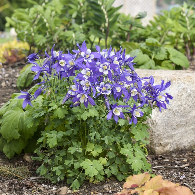 Aquilegia Kirigami™ 'Bleu & Blanc' - Ancolie vivace