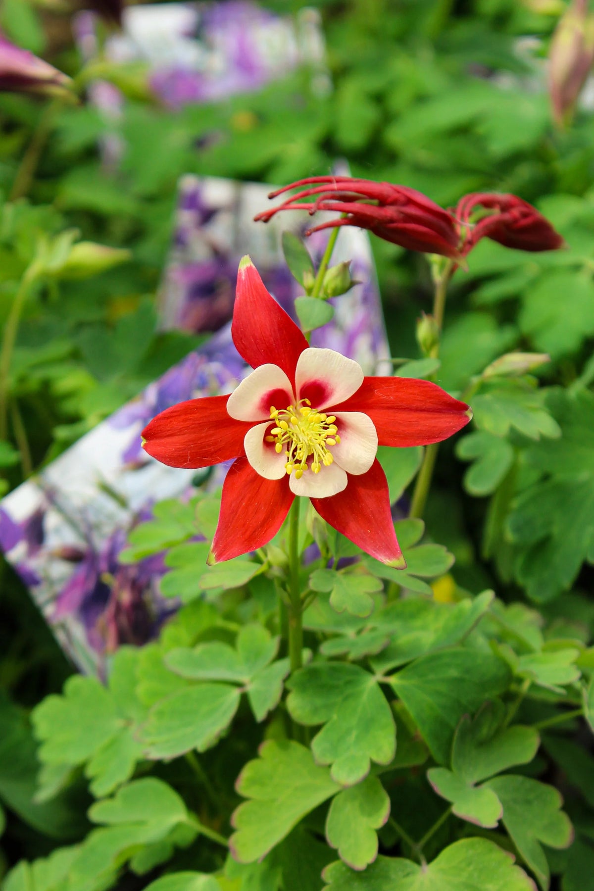 Aquilegia Kirigami™ 'Rouge & Blanc' - Ancolie vivace