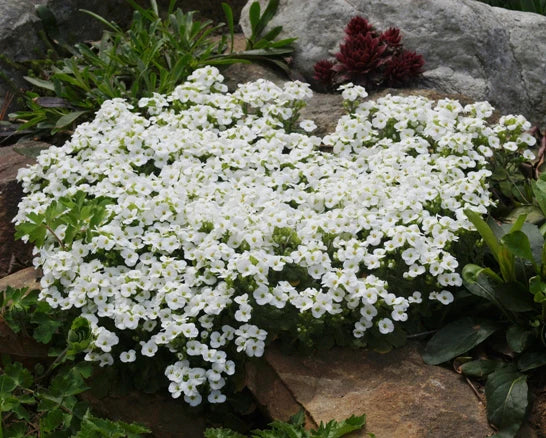 Arabis caucasica 'Snowfix'